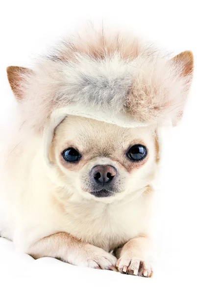 Chihuahua bonito em gorro de pele — Fotografia de Stock