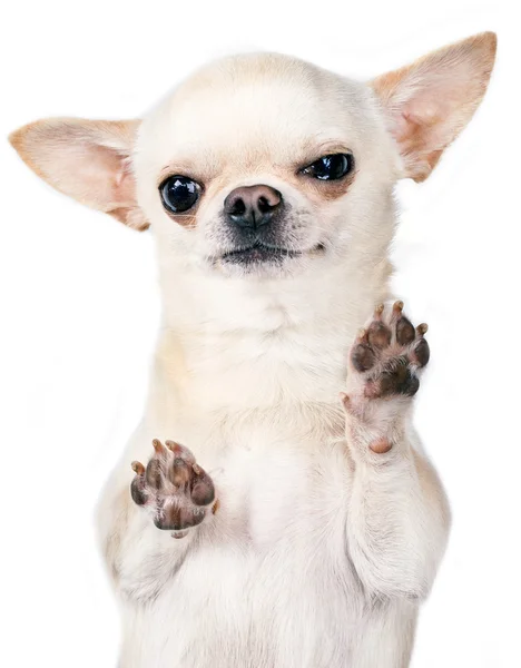 Arg chihuahua — Stockfoto