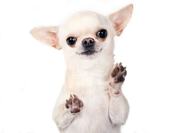 Lustiger Chihuahua — Stockfoto