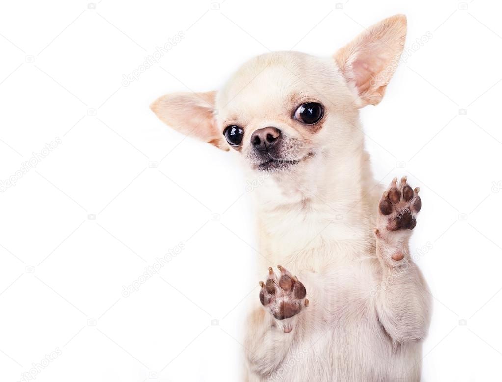 Happy funny small dog โ Stock Photo ยฉ lilu1331 #33329993