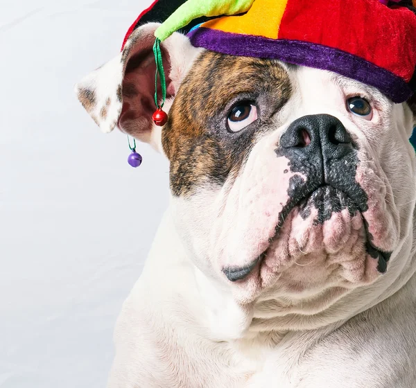 Belo cão em um boné engraçado — Fotografia de Stock