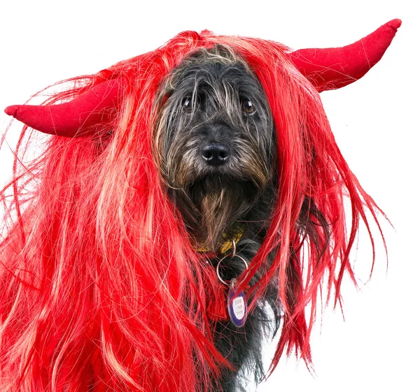 Hund mit Teufelshörnern — Stockfoto