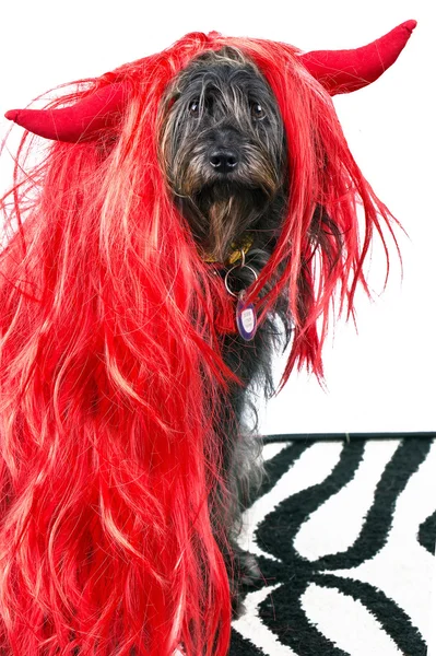 Engraçado cão preto na peruca — Fotografia de Stock