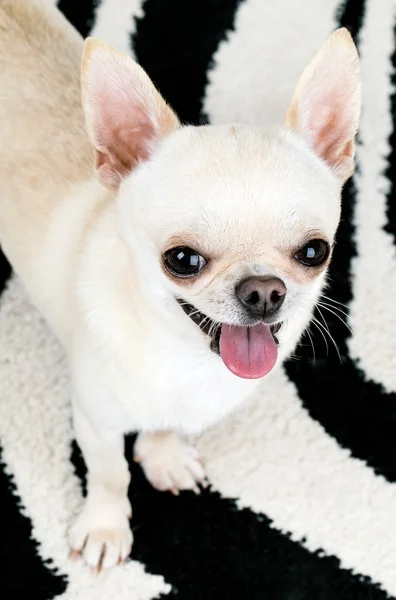 Pequeño perro pequeño divertido — Foto de Stock