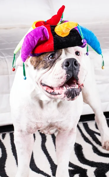 Cão feliz em boné — Fotografia de Stock