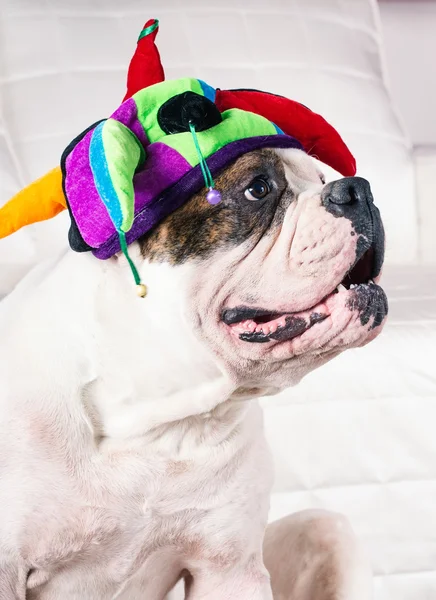 Lustige amerikanische Bulldogge mit Mütze — Stockfoto