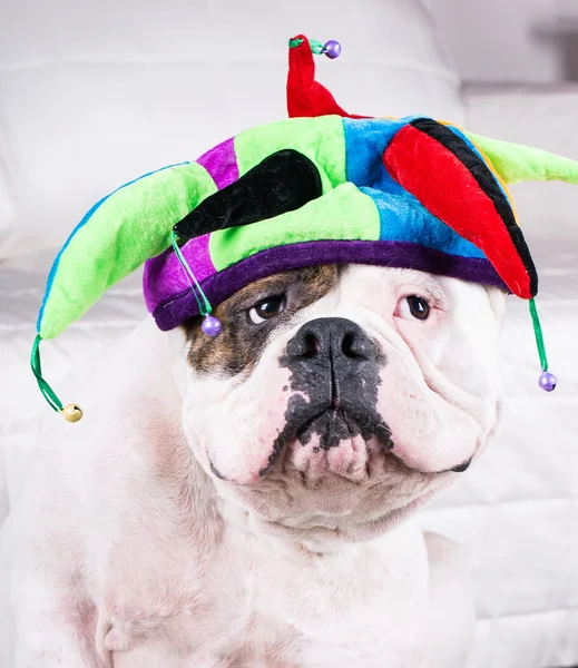 Amerikansk bulldog i cap — Stockfoto