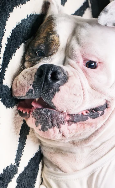 Lustiges Gesicht einer amerikanischen Bulldogge — Stockfoto
