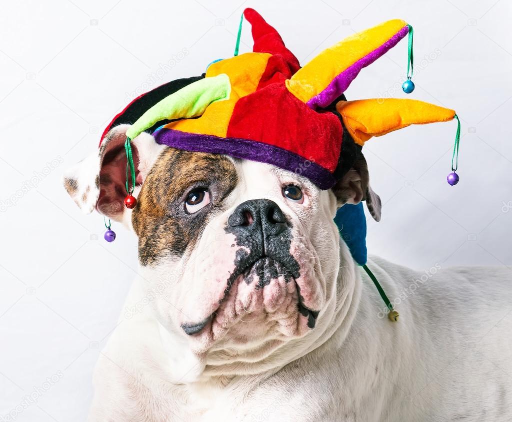 Смешной американский бульдог стоковое фото ©lilu1331 33332437