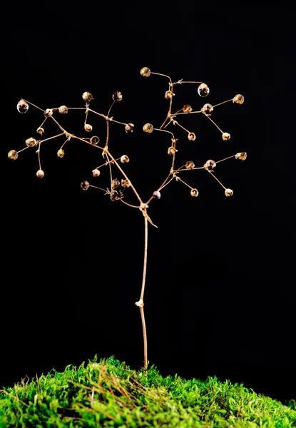 Tiny tree — Stock Photo, Image