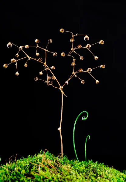 Moss üzerinde bitki — Stok fotoğraf