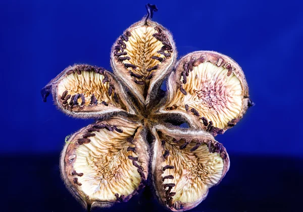 Flor seca de pionio con semilla —  Fotos de Stock