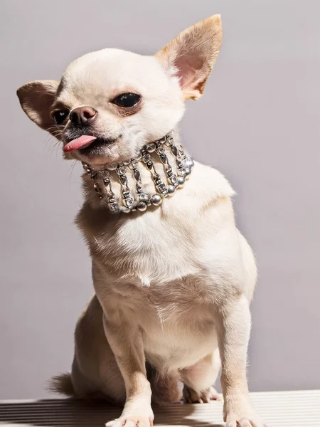 Lustiger Chihuahua — Stockfoto