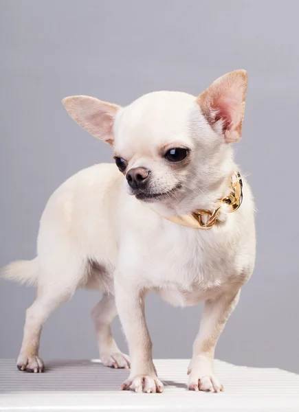 Chihuahua knuffel — Stockfoto