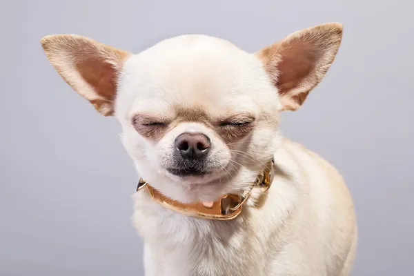 Söt chihuahua — Stockfoto