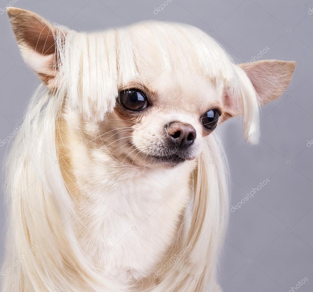 Beautiful chihuahua — Stock Photo © lilu1331 #37226629