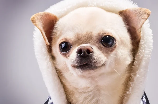 Chihuahua feliz — Fotografia de Stock