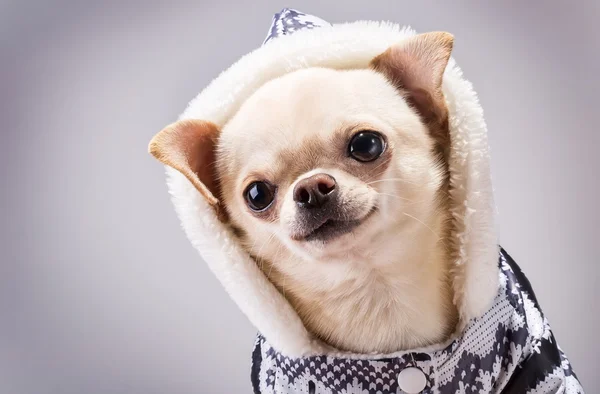 Chihuahua engraçado — Fotografia de Stock