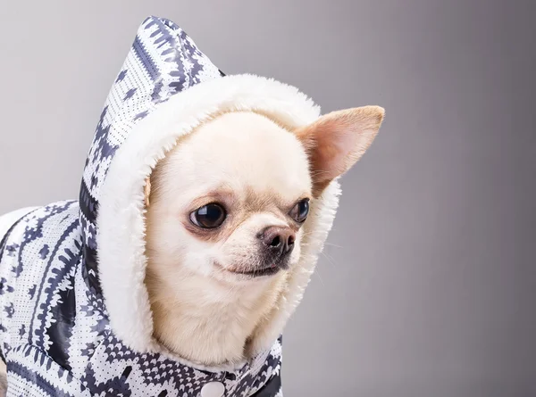 Hund im Mantel — Stockfoto