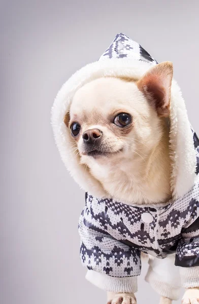 Cão pequeno bonito — Fotografia de Stock