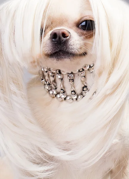 Cão bonito — Fotografia de Stock