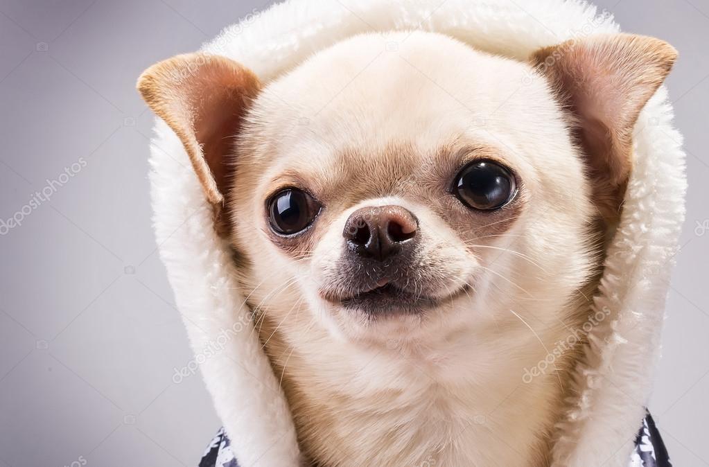 Happy chihuahua — Stock Photo © lilu1331 #37231101