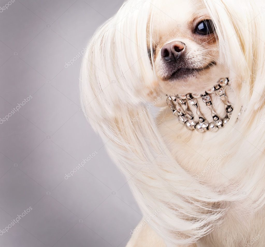 Happy chihuahua dog — Stock Photo © lilu1331 #37238507