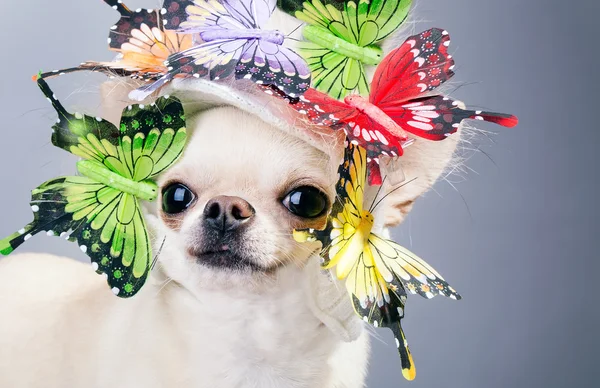 Cane chihuahua con farfalle — Foto Stock