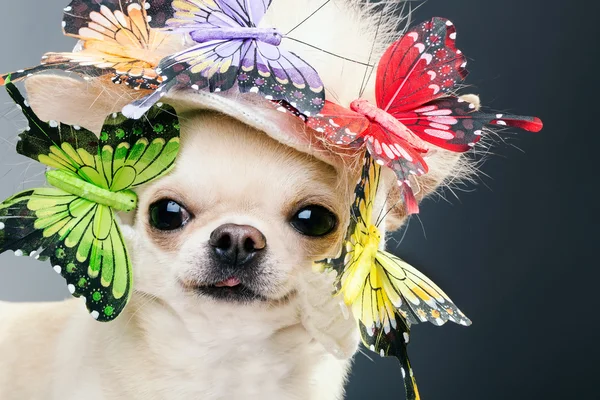 Chien en bonnet drôle — Photo