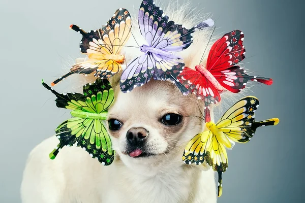 Cão bonito — Fotografia de Stock