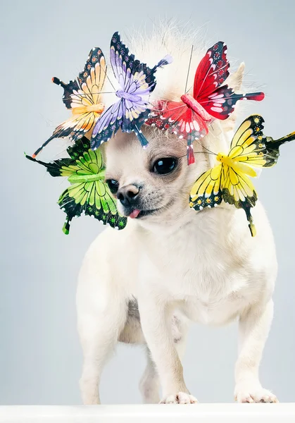 Chihuahua dog — Stock Photo, Image