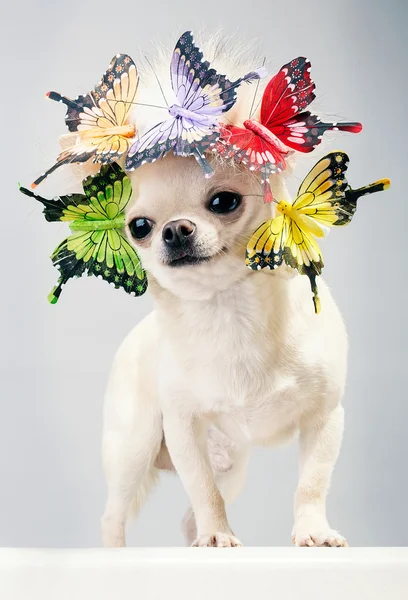 Cão chihuahua feliz em boné com borboletas — Fotografia de Stock