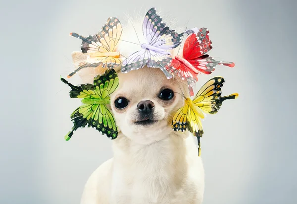 Dog chihuahua in costume — Stock Photo, Image