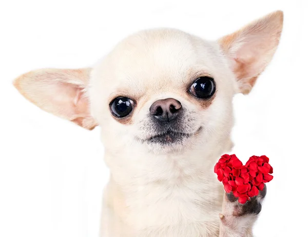 Cão com coração vermelho — Fotografia de Stock