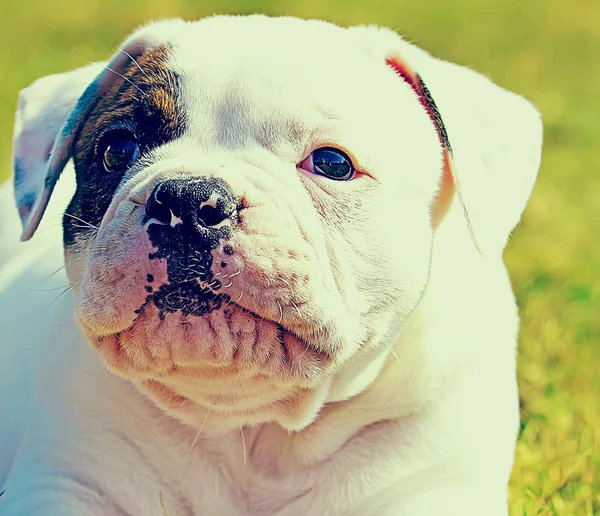 Cachorrinho bonito — Fotografia de Stock