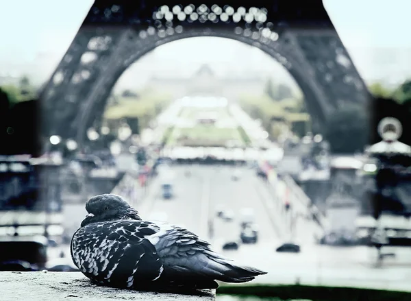 Dove near the Eiffel Tower — Stock Photo, Image
