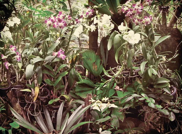 Orchideeën — Stockfoto