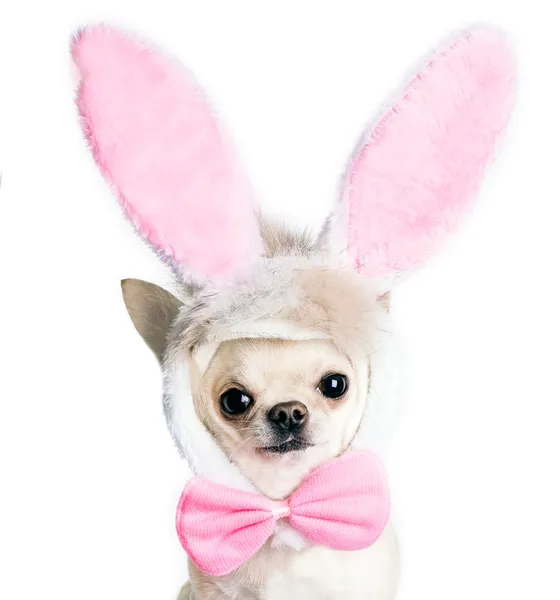 Chihuahua cão em um traje engraçado de uma lebre de Páscoa — Fotografia de Stock