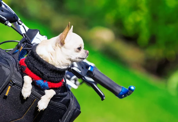 Kleine hond in fiets mand — Stockfoto