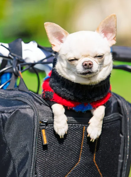 Hund in Fahrradtasche — Stockfoto