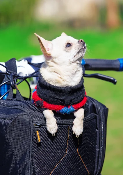 Cão desfrutando de viagem em saco de bicicleta — Fotografia de Stock