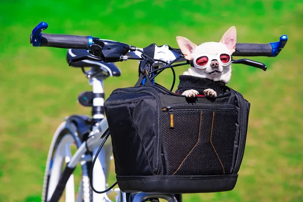 Chihuahua in zonnebril — Stockfoto