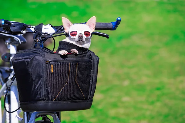 Chien dans le panier pour animaux — Photo