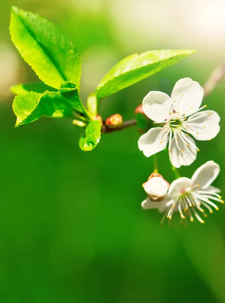 Cereza en flor — Foto de Stock