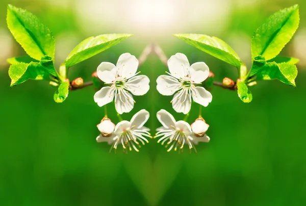 Cereza en flor — Foto de Stock