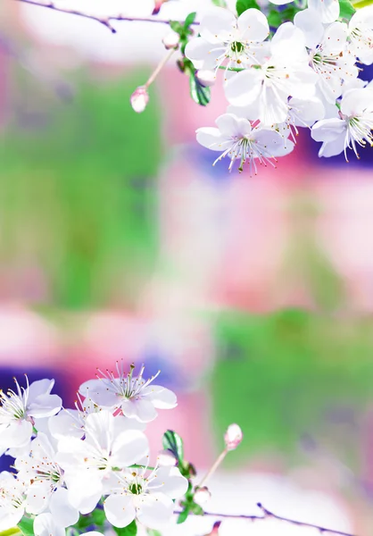 Belas flores de cereja — Fotografia de Stock