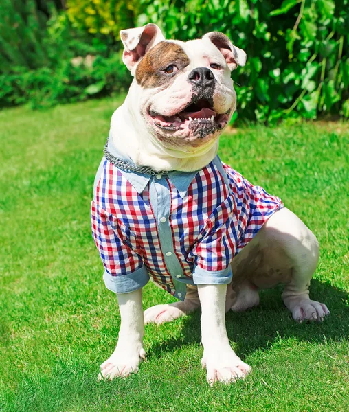 Смешная счастливая собака в одежде — стоковое фото