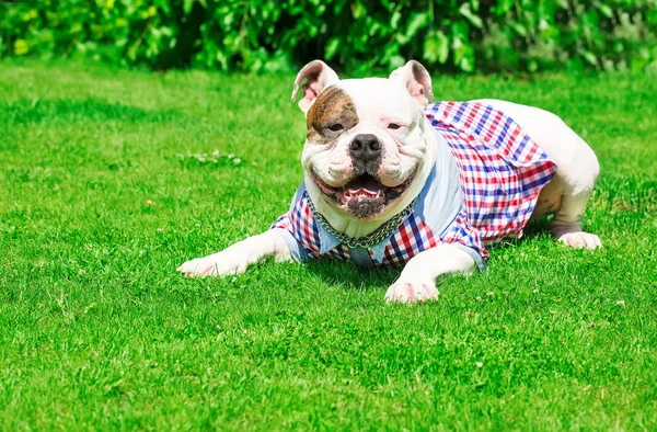 Güzel Amerikan bulldog — Stok fotoğraf