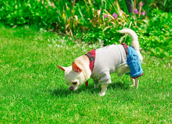 Chihuahua pequeño en ropa — Foto de Stock