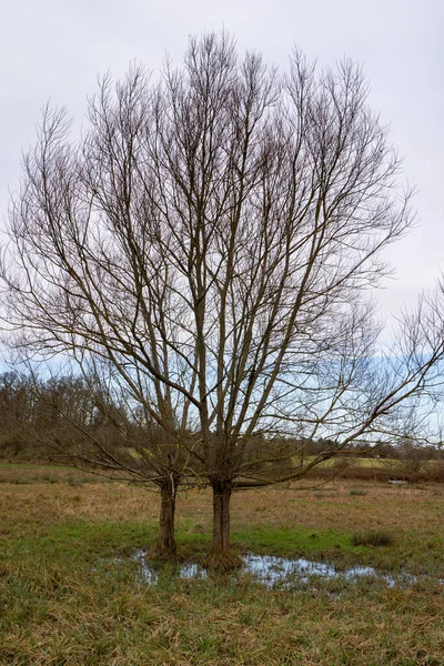 在赫特福德郡双鱼座公园的洪水平原上 有两棵孤零零的树 它们在最近的洪水中幸存下来 — 图库照片